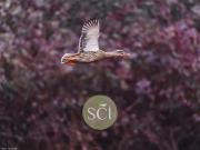 Propriété avec piscine