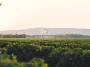 Propriété de charme au coeur des vignes secteur Béziers