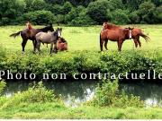 Propriété équestre sur 2 hectares