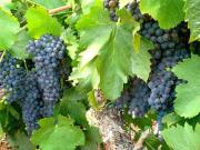 Propriété viticole