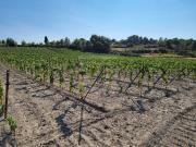 Propriété viticole 45m² Lézignan Corbières