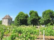 Propriété Viticole