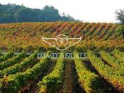 Propriété viticole avec vignoble, habitations et...