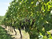 Propriété viticole en Aoc Montagne, Lalande de Pomerol...