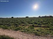 PROYECTO RÚSTICO CON PARCELA DE 7.175 m2 – DOLORES ALICANTE