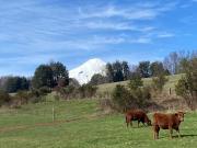 Pucon, se vende maravillosa parcela en Candelaria