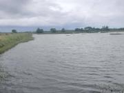 PUNONG FOR SALE ILOG NEGROS