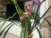 Quadrilocale in vendita a Massarosa