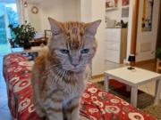 Quadrilocale in vendita a Zugliano via brenta, 5,...