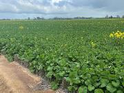 Quality, early selection, mostly Mallee with York and...
