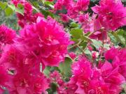 Quarto individual com varanda UERJ / HUPE / Hosp. Jesus