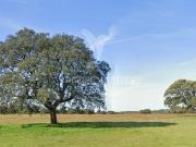 Quinta à venda em concelho de Beja, Beja, Portugal
