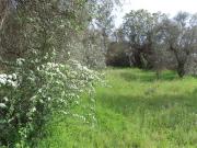 Quinta à venda em Idanha a Nova