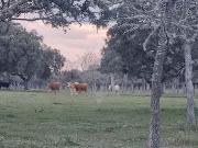 Quinta à venda em Almeida