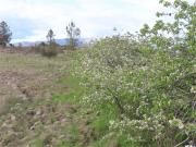 Quinta à venda em Castelo Branco