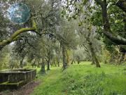 Quinta à venda, localizada no Lugar de Água Redonda,...
