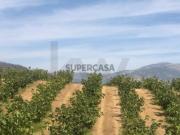 Quinta Agrícola em produção de Figos