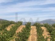 Quinta Agrícola em produção de Figos Quinta Agrícola em produção de Figos