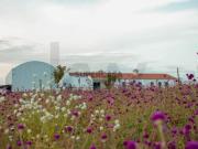 Quinta Biológica com Moradia em AL e Dois Armazéns São...