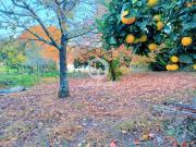 Quinta c/ 37.600m2 em Ruivães Vila Nova de Famalicão |...