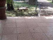 QUINTA CAMPESTRE EN MIL ENCINOS