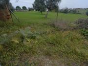 Quinta com 5 hectares, Tomar