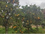 Quinta com arvores de fruto, uma pequena casa de apoio,...