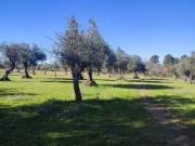 Terreno com olival tradicional | Póvoa de Rio de...