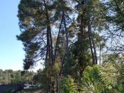 Quinta com pinhal e algumas oliveiras