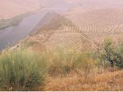 QUINTA COM VINHA FIGUEIRA DE CASTELO RODRIGO