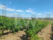 Quinta com Vinhas em Carvoeira *No Oeste