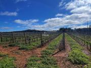 Quinta de 15 hectares de vinha em plena produção em... Quinta de 15 hectares de vinha em plena produção em...