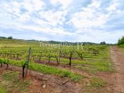 Quinta de 30ha para agricultura, com cerejal e vinha