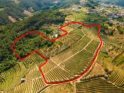 Quinta do Fojo / T8 / Vinhas / Oliveiras