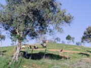 Quinta do Telheirinho Odemira