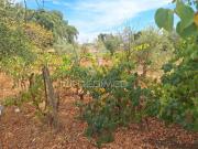 Quinta e Herdade T3, Urra, Portalegre | BPI Expresso...