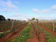 Quinta de 15 hectares com vinha em Estremoz, Estremoz