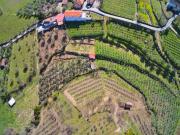 Quinta em Lamego, Cepões