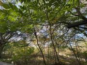 Quinta en los cristales carretera nacional 1200 m²