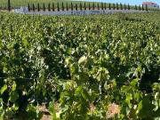 Quinta Granjó — Uma oportunidade única de investimento...