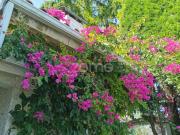 Quinta Kiwis, 1,7ha, 2 casas, piscina, Estrada Real,...