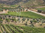 Quinta no coração do Douro Vinhateiro Uma Oportunidade...