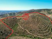 QUINTA NO DOURO SUPERIOR