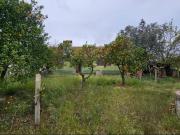 Quinta para Reconstrução a 25 Min das Praias da Comporta... Quinta para Reconstrução a 25 Min das Praias da Comporta...