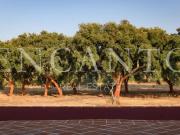 Quinta senhorial licenciada para turismo, com vinha a...