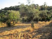 Quinta T0 à venda em Castelo Branco