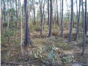 Quinta T0 à venda em Castelo Branco