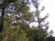 Quinta T0 à venda em Oleiros