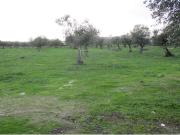 Quinta T1 à venda em Castelo Branco