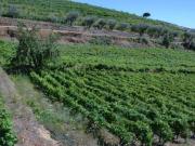 Quinta T4 de 4 hectares em Canelas do Douro próximo do...